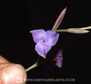 Tillandsia caerulea - Andy's Air Plants