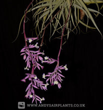 Load image into Gallery viewer, Tillandsia straminea - Andy&#39;s Air Plants
