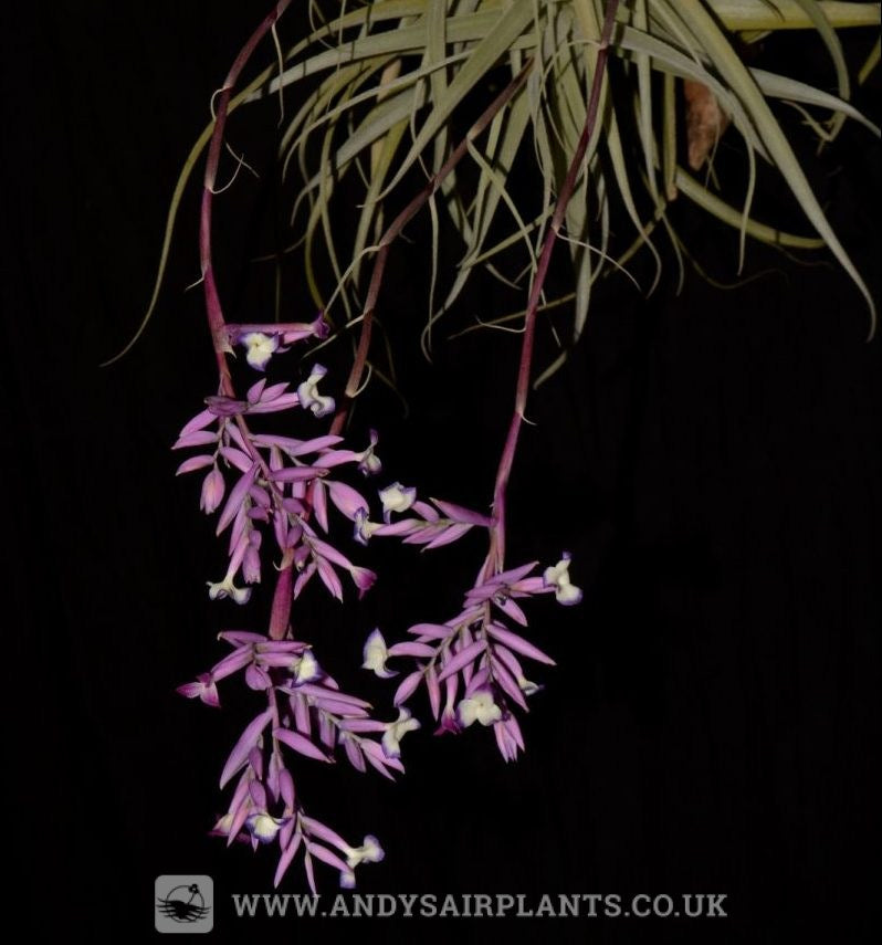 straminea air plant Tillandsia straminea