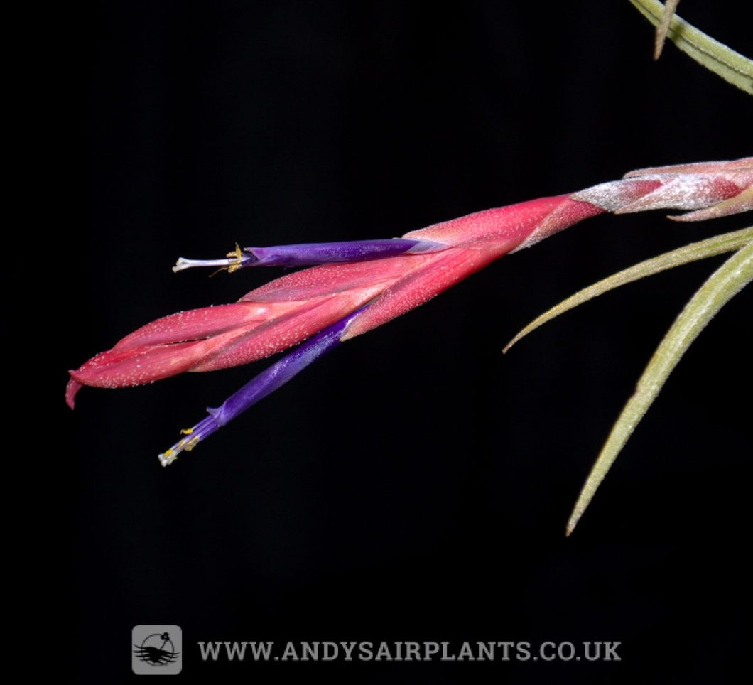 Tillandsia pueblensis - Andy's Air Plants