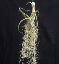 Load image into Gallery viewer, Tillandsia caput-medusae Mounted on drift wood - Andy&#39;s Air Plants