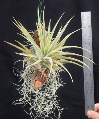 Tillandsia capitata ‘Peach’ Mounted on drift wood - Andy's Air Plants