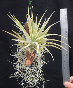 Tillandsia capitata ‘Peach’ Mounted on drift wood - Andy's Air Plants