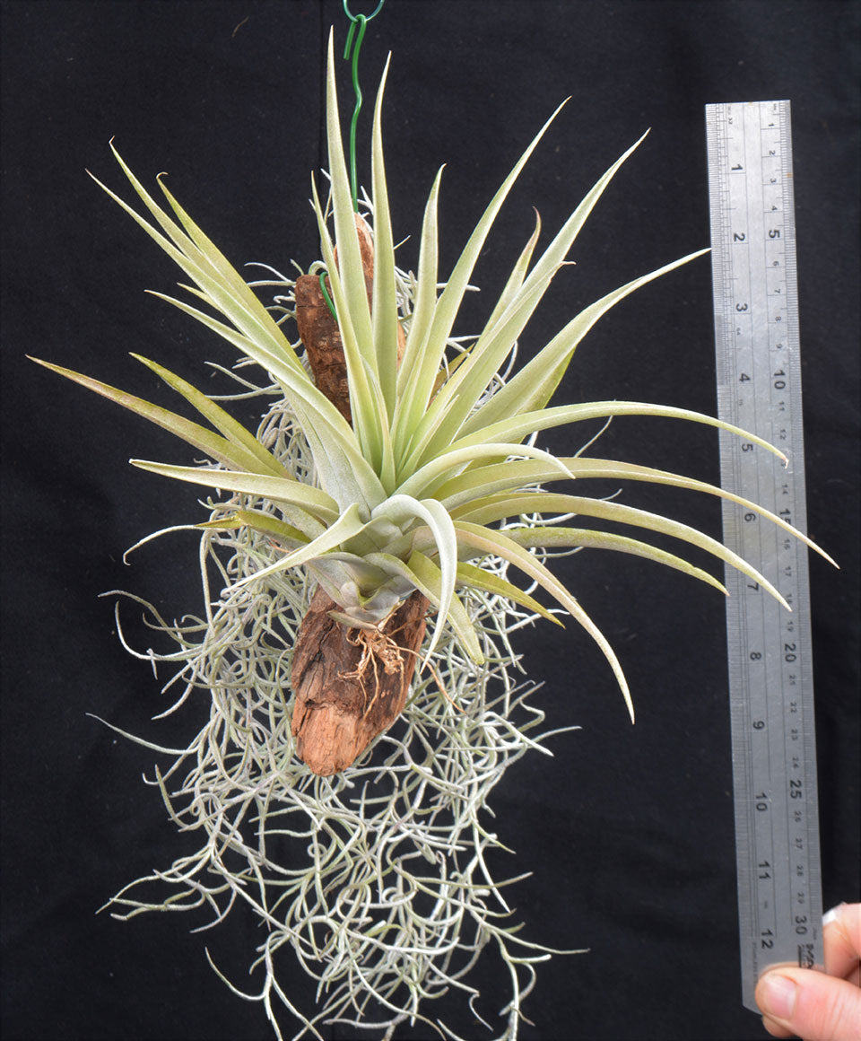 Tillandsia capitata ‘Peach’ Mounted on drift wood - Andy's Air Plants