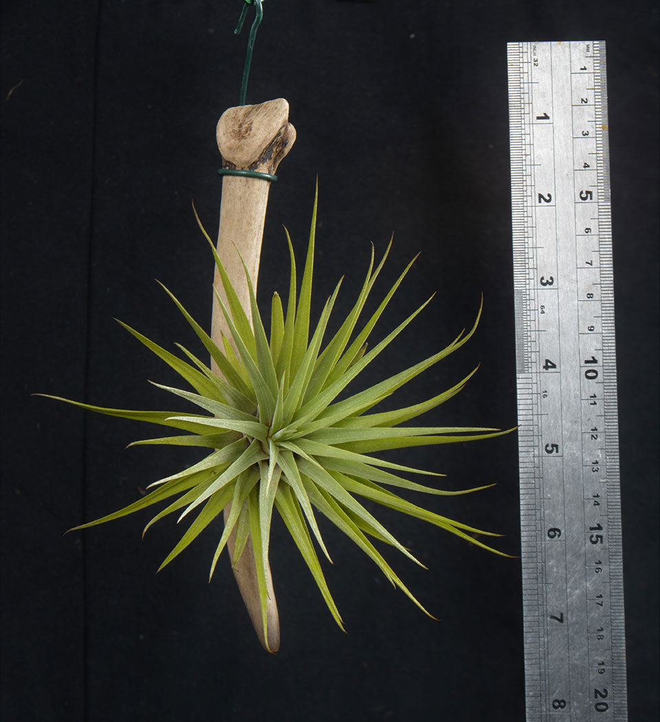 Tillandsia espinosae Mounted on drift wood - Andy's Air Plants