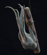 Load image into Gallery viewer, Tillandsia seleriana Mounted on Drift Wood - Andy&#39;s Air Plants