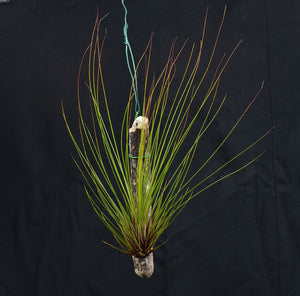 Tillandsia juncifolia mounted on drift wood - Andy's Air Plants