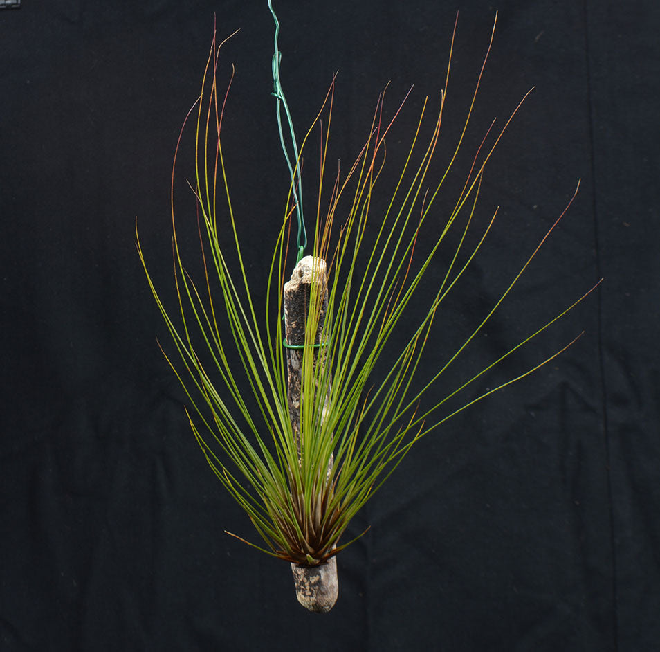 juncifolia air plant Tillandsia juncifolia mounted on drift wood