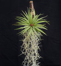Load image into Gallery viewer, Tillandsia multiflora Mounted on drift wood - Andy&#39;s Air Plants
