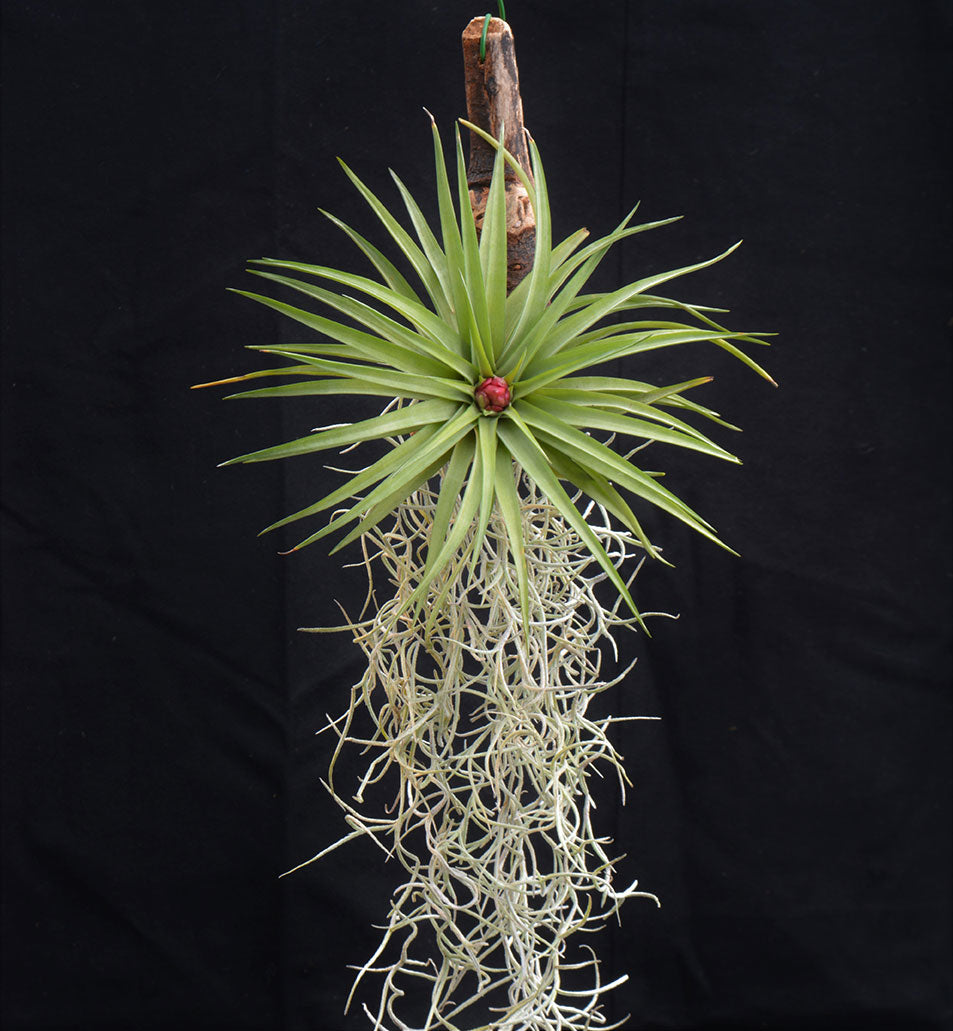 Tillandsia multiflora Mounted on drift wood - Andy's Air Plants