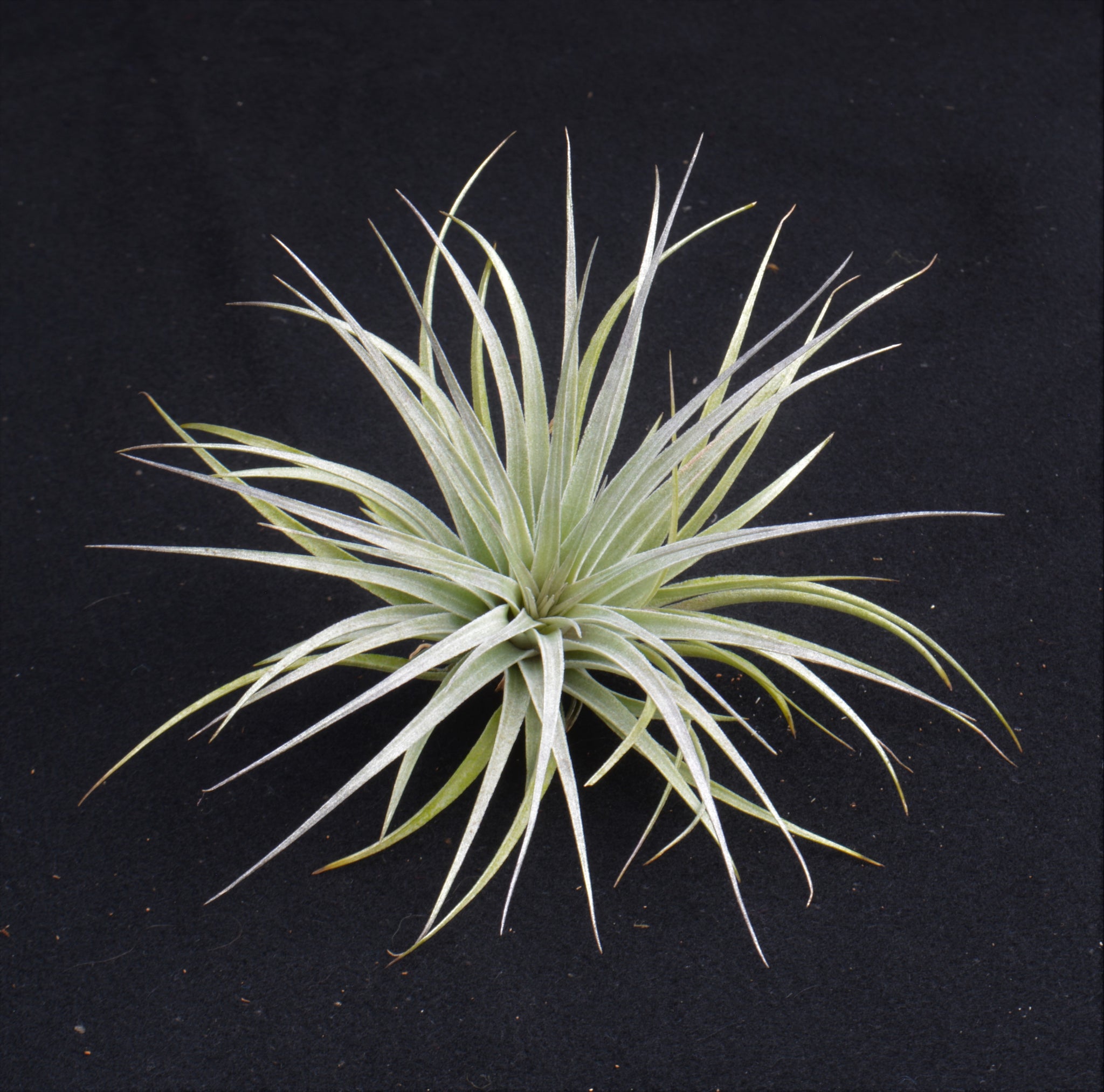 cotton candy air plant care Tillandsia 'Cotton Candy'