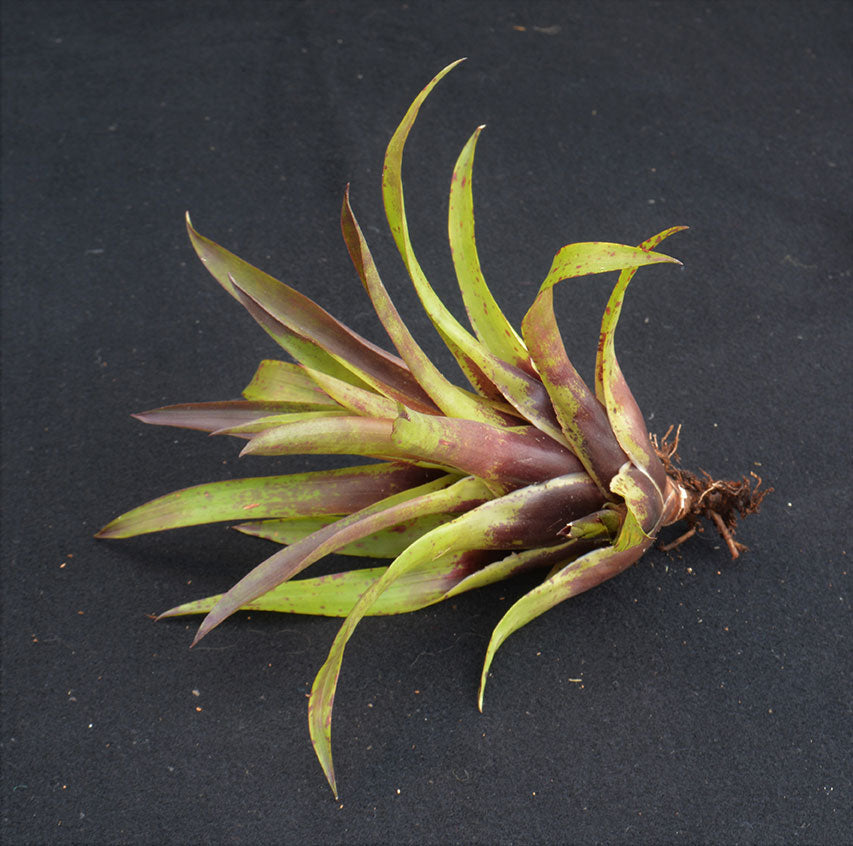 Vriesea lubbersii - Andy's Air Plants