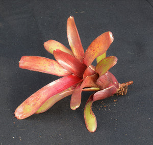 Neoregelia ‘Amazon’ - Andy's Air Plants