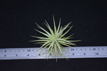 Load image into Gallery viewer, Tillandsia plagiotropica - Andy&#39;s Air Plants