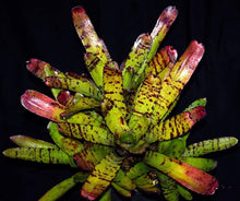 Load image into Gallery viewer, Neoregelia &#39;Night Spot&#39; x carcharodon &#39;Tiger&#39;