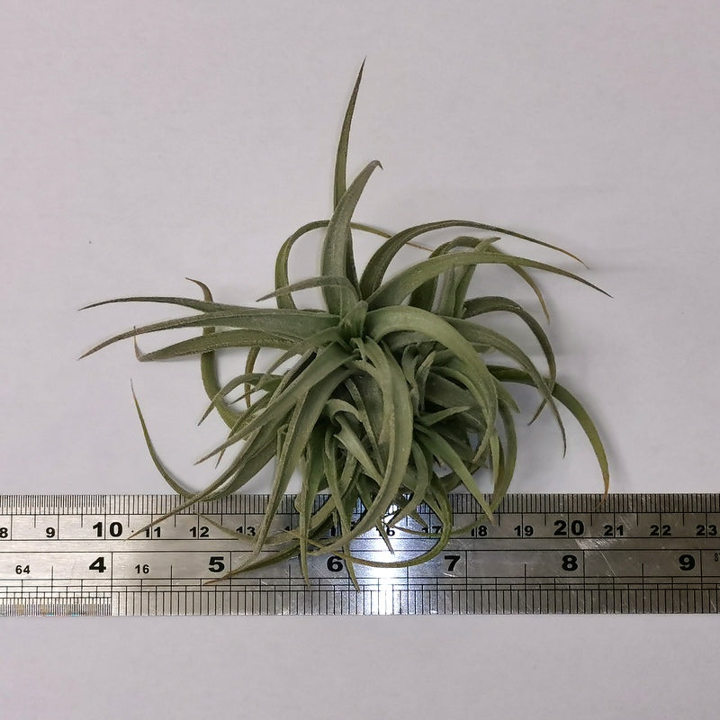 recurvifolia air plant Tillandsia bergeri x recurvifolia var. subsecundifolia