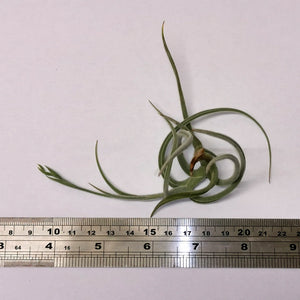 Tillandsia crocata Orange