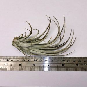 Tillandsia pringlei