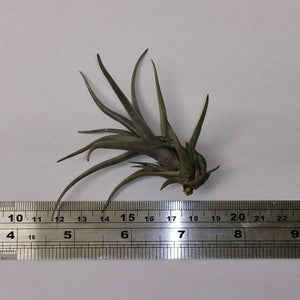 Tillandsia 'Mystic Burgundy'