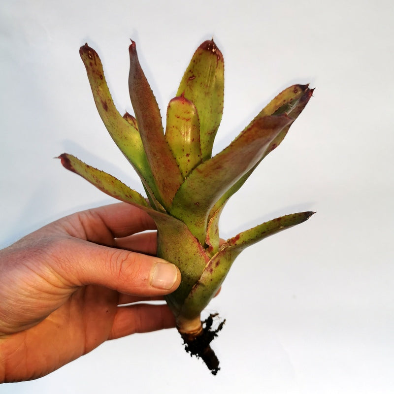 Neoregelia olens 子株 American Express