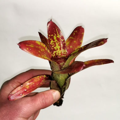 Neoregelia 'Spaced Out'