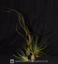 Load image into Gallery viewer, Mesic Selection Pack - Andy&#39;s Air Plants