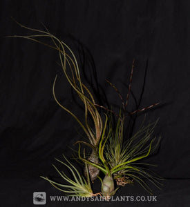 Mesic Selection Pack - Andy's Air Plants