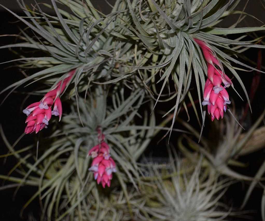 cotton candy air plant care Tillandsia 'Cotton Candy'
