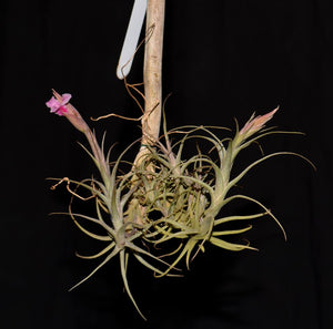 Tillandsia macbrideana - Andy's Air Plants
