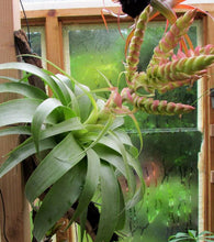 Load image into Gallery viewer, Tillandsia &#39;Samantha&#39; - Andy&#39;s Air Plants