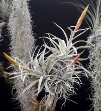 Load image into Gallery viewer, Tillandsia harrisii