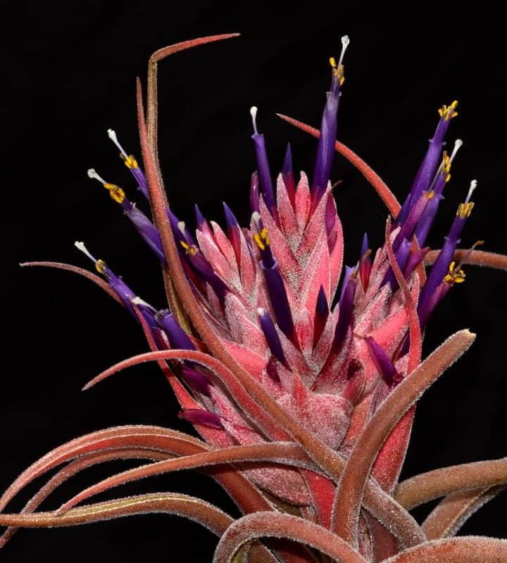 T. seleriana Mini Purple × T. intermedia Tillandsiaseleriana_720x.jpg?v