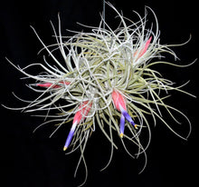 Load image into Gallery viewer, Tillandsia velickiana - Andy&#39;s Air Plants