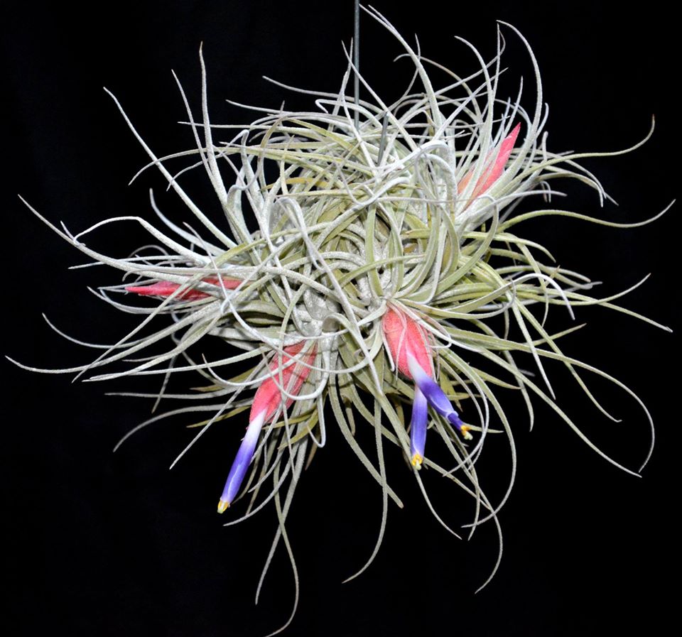 oaxacana air plant Tillandsia velickiana