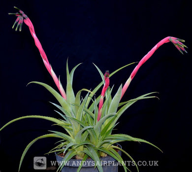 Billbergia nutans 'Rare Form' - Andy's Air Plants