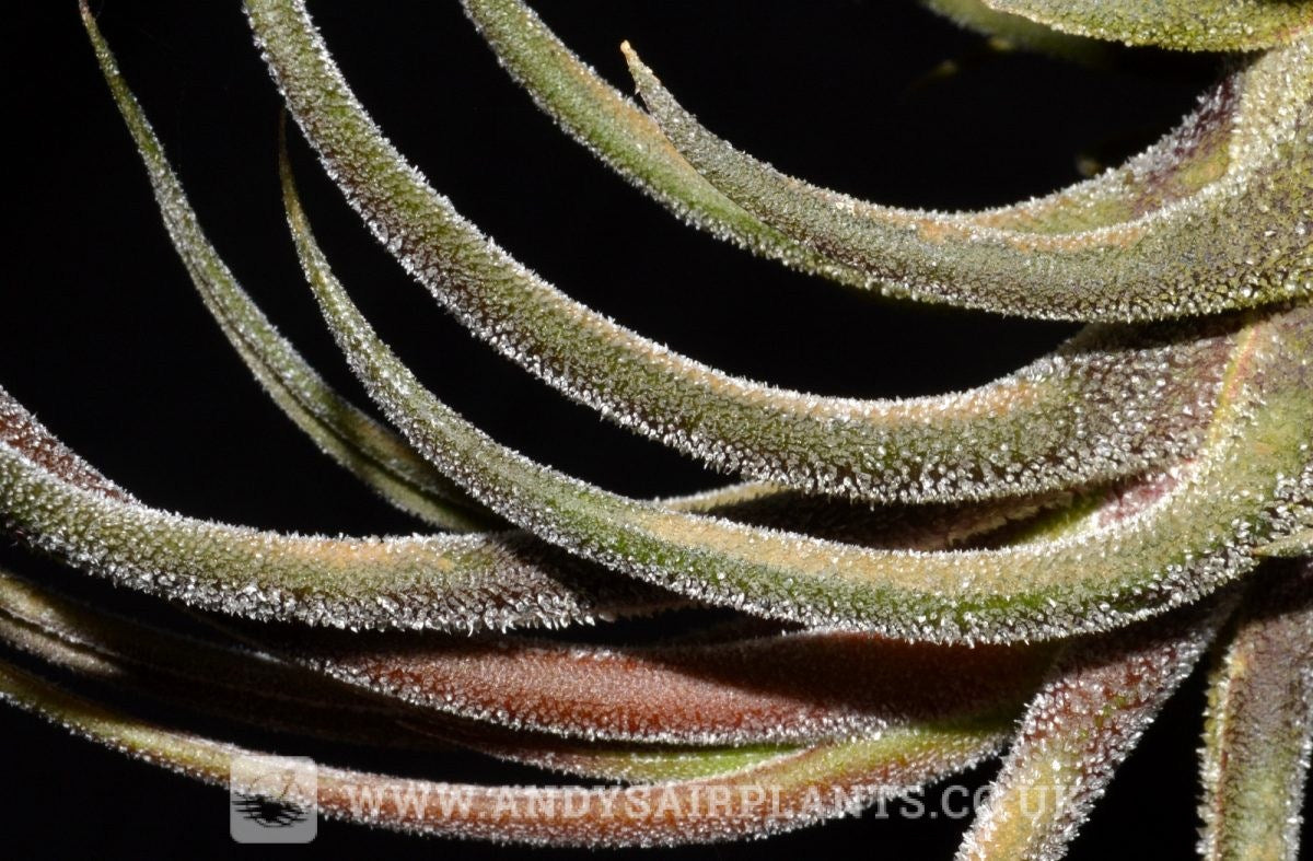 trichomes on air plants Tillandsia pruinosa