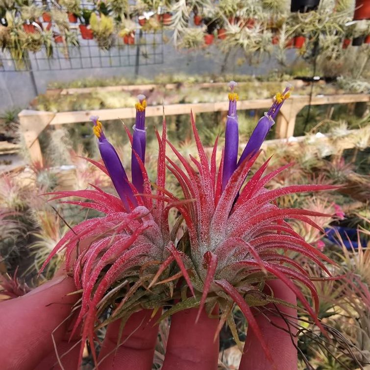 air plants with flowers Tillandsia ionantha 'Huamelula'