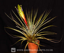 Load image into Gallery viewer, Tillandsia fasciculata - Andy&#39;s Air Plants