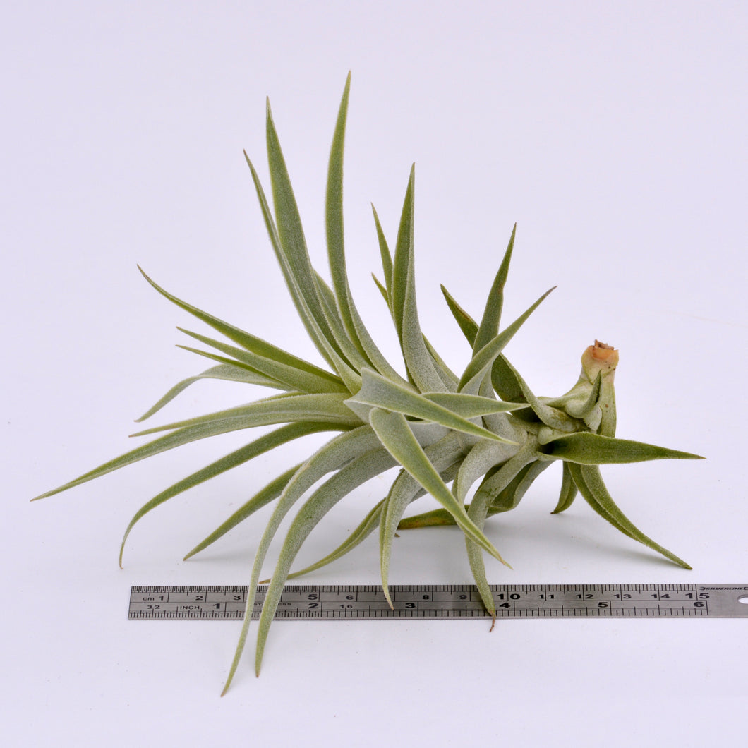 straminea air plant Tillandsia straminea x cacticola