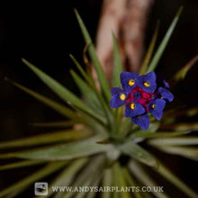 Load image into Gallery viewer, Tillandsia aeranthos - Andy&#39;s Air Plants