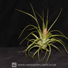 Load image into Gallery viewer, Tillandsia Stricta - Andy&#39;s Air Plants