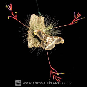 Beginners Selection Pack number 4 - Andy's Air Plants