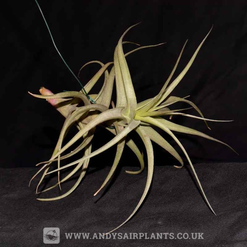tillandsia bergeri air plant Tillandsia bergeri Small and Large size