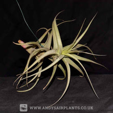 Load image into Gallery viewer, Tillandsia bergeri - Andy&#39;s Air Plants