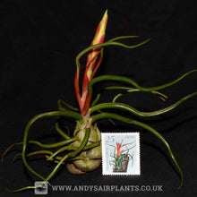 Load image into Gallery viewer, Tillandsia bulbosa - Andy&#39;s Air Plants