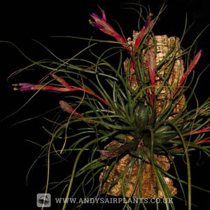 air plant butzii Tillandsia butzii Singles and Clumps