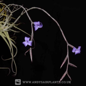 Scented Selection Pack - Andy's Air Plants