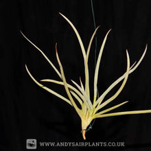 Load image into Gallery viewer, Tillandsia caliginosa - Andy&#39;s Air Plants
