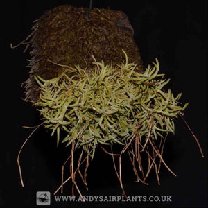Tillandsia capillaris 'Holgeri' - Andy's Air Plants