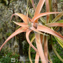 Load image into Gallery viewer, Tillandsia capitata ‘Peach’ Mounted on drift wood - Andy&#39;s Air Plants